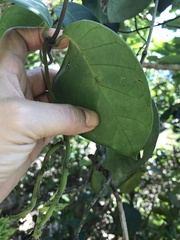 Apocynoideae