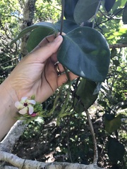 Apocynoideae