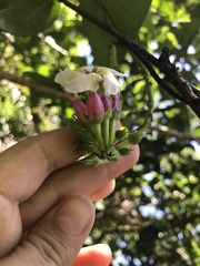 Apocynoideae