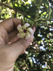 Apocynoideae