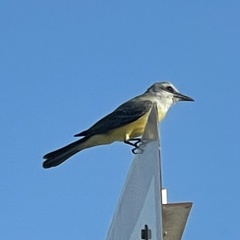 Tyrannus melancholicus