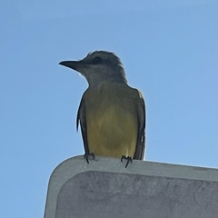 Tyrannus melancholicus