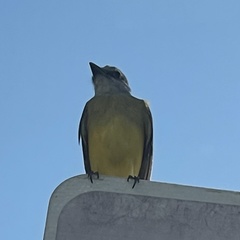Tyrannus melancholicus