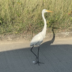 Ardea alba