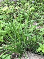 Carex shortiana