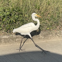 Ardea alba