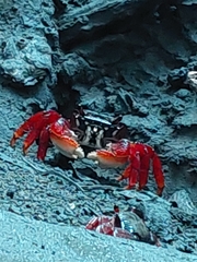 Goniopsis cruentata