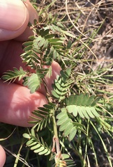 Desmanthus acuminatus