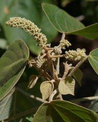 Mallotus mollissimus