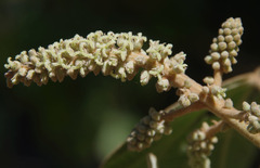 Mallotus mollissimus