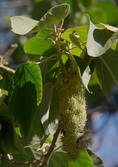 Mallotus mollissimus