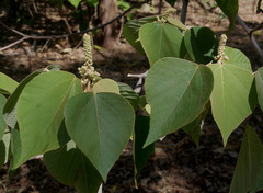 Mallotus mollissimus