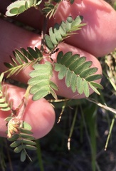 Desmanthus acuminatus