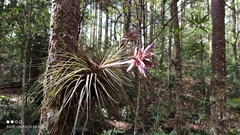 Tillandsia vicentina