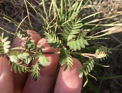 Desmanthus acuminatus
