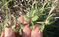 Desmanthus acuminatus