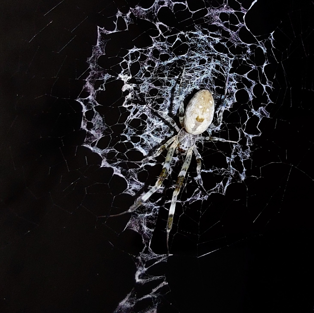 Ninja-star Ceiling Spider (Araneae (spiders) of the Chagos Archipelago ...