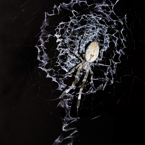 Ninja-star Ceiling Spider