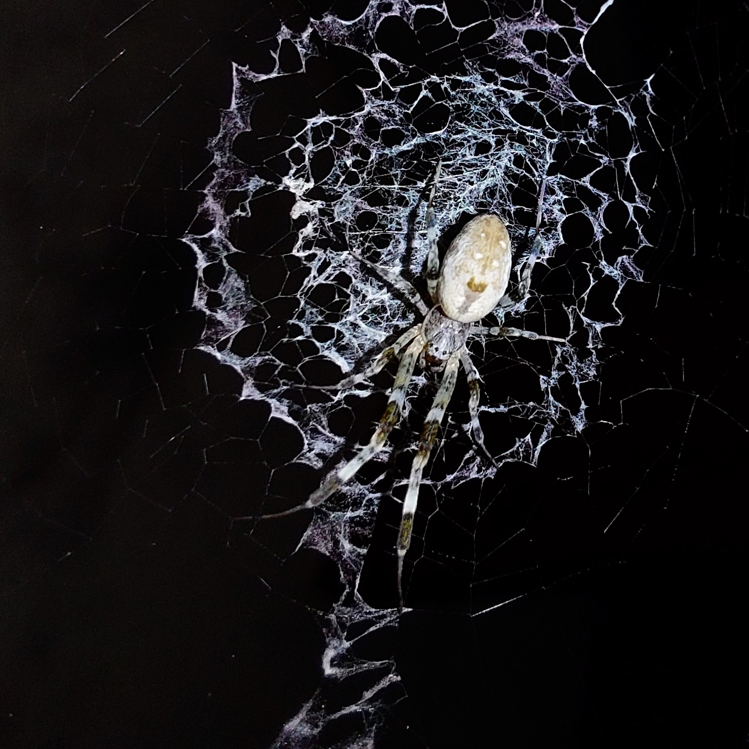 Ninja-star Ceiling Spider (Zosis geniculata) · iNaturalist