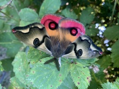 Polythysana rubrescens