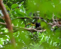 Ramphastos sulfuratus image