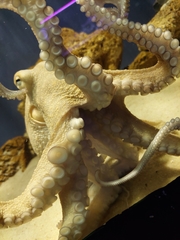Octopodidae