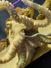 Octopodidae