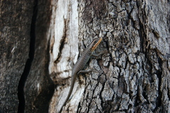 Trachylepis sparsa