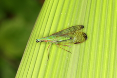 Paralappida limbativentris
