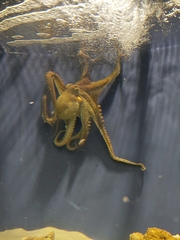Octopodidae