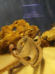 Octopodidae