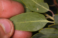 Arctostaphylos otayensis