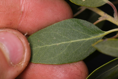 Arctostaphylos otayensis