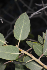 Arctostaphylos otayensis