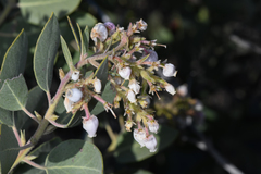 Arctostaphylos otayensis