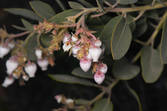 Arctostaphylos otayensis