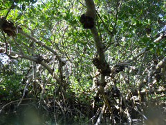 Cylindrocarpon didymum