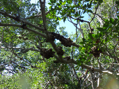 Cylindrocarpon didymum