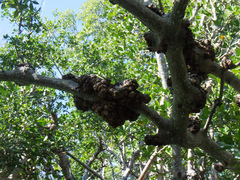 Cylindrocarpon didymum