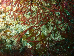 Melanthalia abscissa