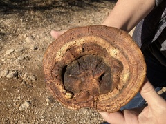 Ganoderma martinicense