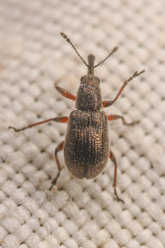 Temnocerus aureus