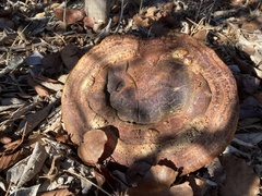 Ganoderma martinicense