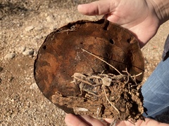 Ganoderma martinicense