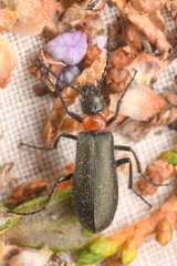 Lytta crotchii