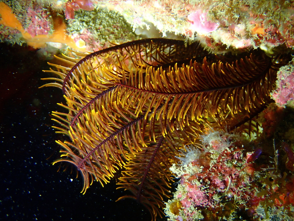 Cenolia spanoschistum