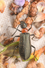 Lytta crotchii