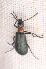 Lytta crotchii