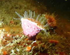 Monomyces rubrum