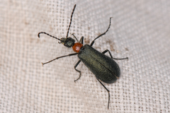 Lytta crotchii
